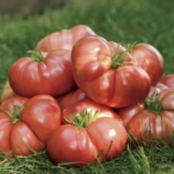 Big Brandy Tomato Seeds