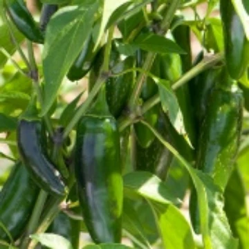 Jalafuego Pepper Seeds