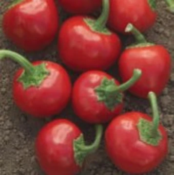 Time Bomb Pepper Seeds