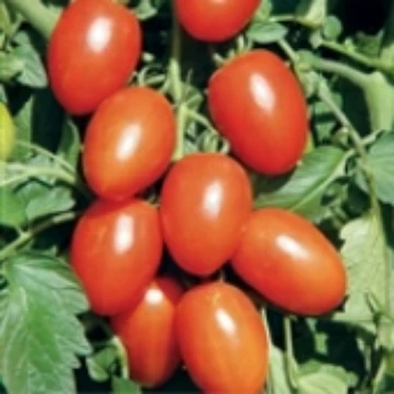 Lisa Dette Tomato Seeds