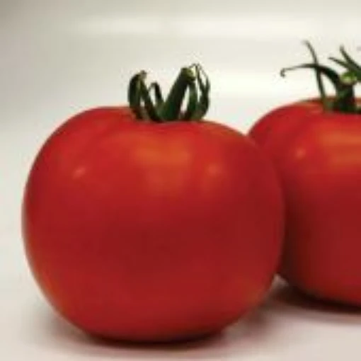 Tribute Tomato TM800-10