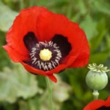 Red Opium Poppy Seeds