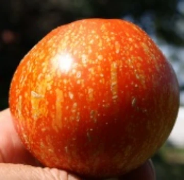 Freckled Child Tomato Seeds