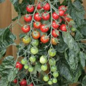 Rapunzel Tomato Seeds