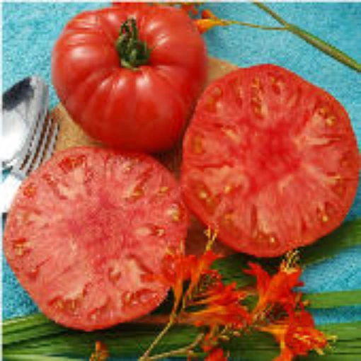 Giant Syrian Tomato TM303-10