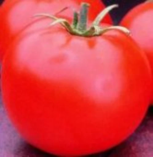 Heinz 1439 Tomato TM60-10