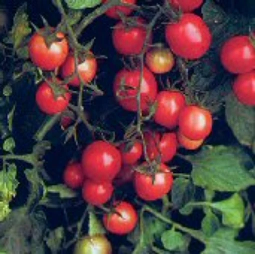 Mountain Belle Tomato TM456-21