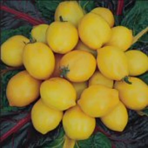 Plum Lemon Tomato TM302-10_Base