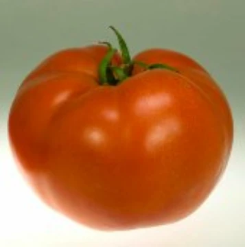 Campbell 1327 Tomato Seeds