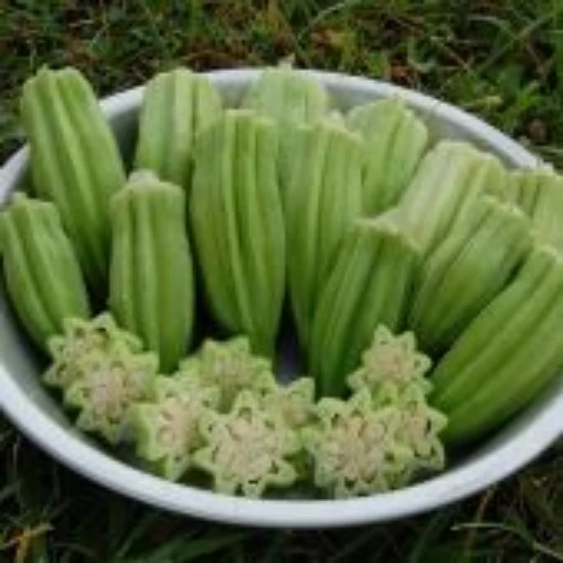 Star of David Okra OK11-21