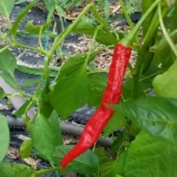 Demre Pepper Seeds