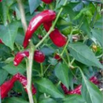Italian Hot Pepper Seeds