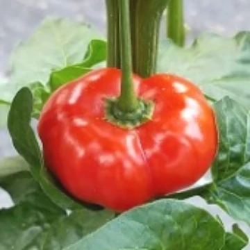 Pilange Pepper Seeds
