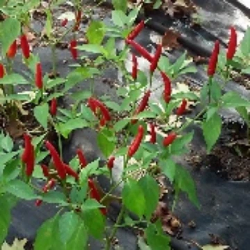 Cabai Burong Pepper Seeds