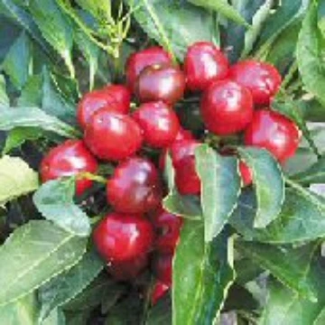 Joe's Round Pepper Seeds