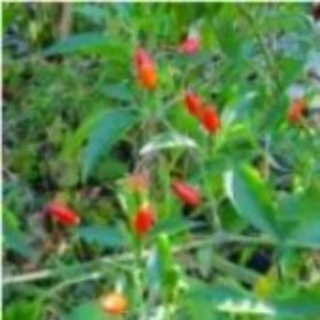 Chile Petine Pepper Seeds
