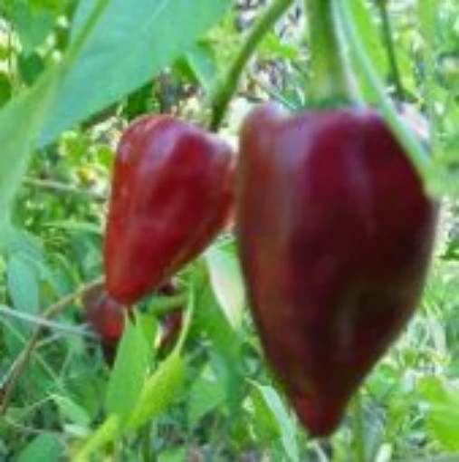 Chilhuacle Rojo Hot Pepper HP890-10
