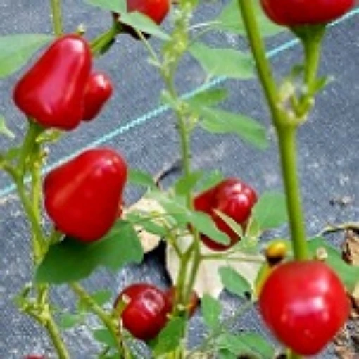 Navojoa Piquin Hot Peppers  HP2176-10