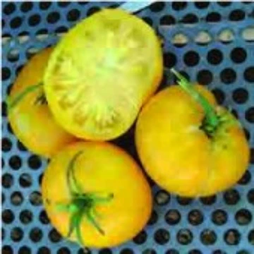 Giallo de Summer Tomato Seeds