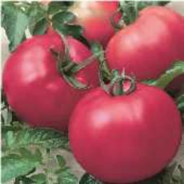 Tomato Mosaic Virus Resistant Tomatoes. Reimer Seeds