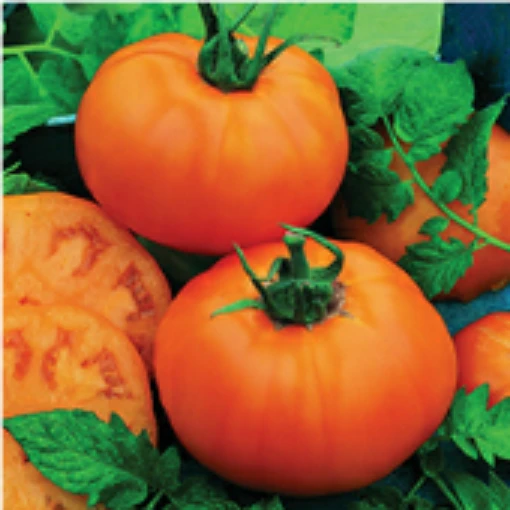 Chef's Choice Orange Tomato TM850-20