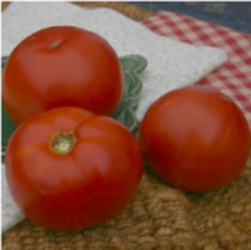 Polbig Tomato TM854-10