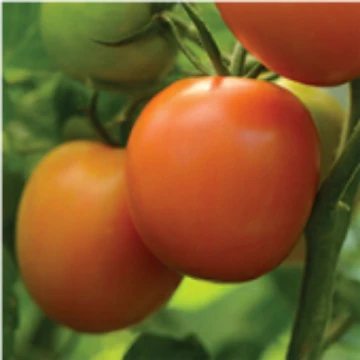 Perfect Flame Tomato Seeds