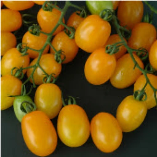 Solid Gold Tomato TM871-10