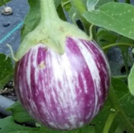 Little Purple Tiger Eggplants EG30-20