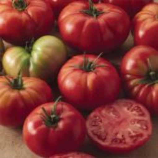 Champion II Tomato TM584-20