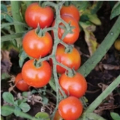 Mini Star Tomato TM655-5
