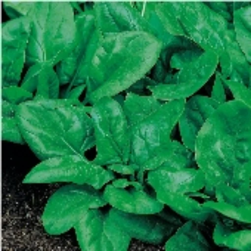 Matador Viking Spinach SN11-50_Base