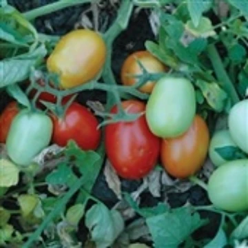 Patty Tomato Seeds