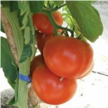 Tomato P. Reimer Seeds