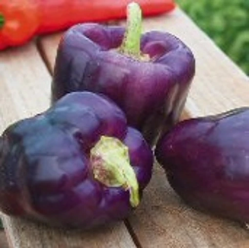 Purple Star Sweet Peppers SP263-10