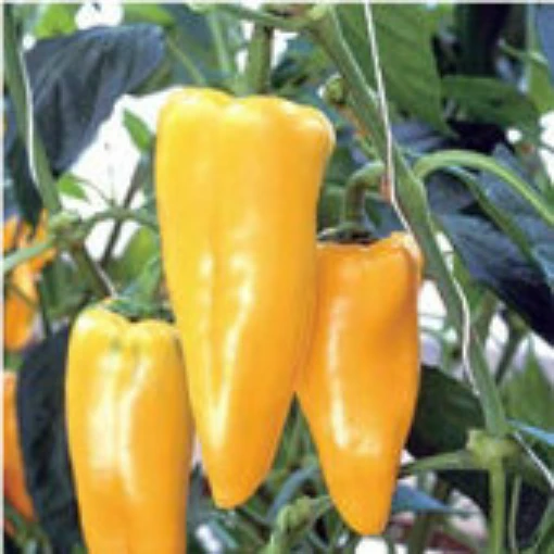 Yellow Crest Sweet Peppers SP324-10