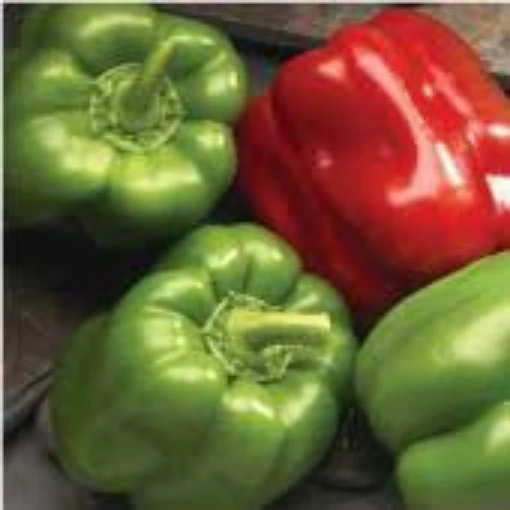 Better Belle II Sweet Peppers SP326-10