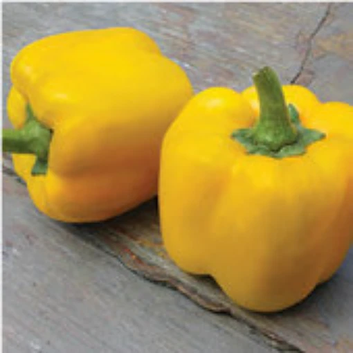Early Summer Sweet Peppers