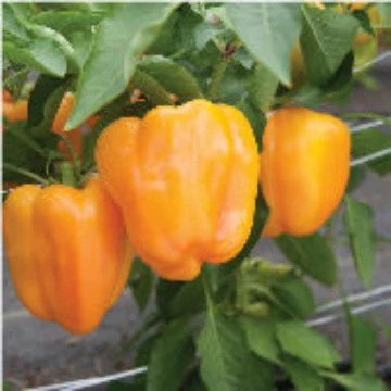Flavorburst Pepper Seeds