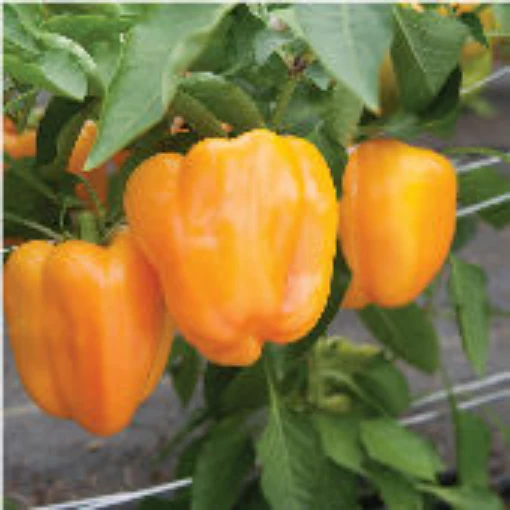 Flavorburst Sweet Peppers SP332-10