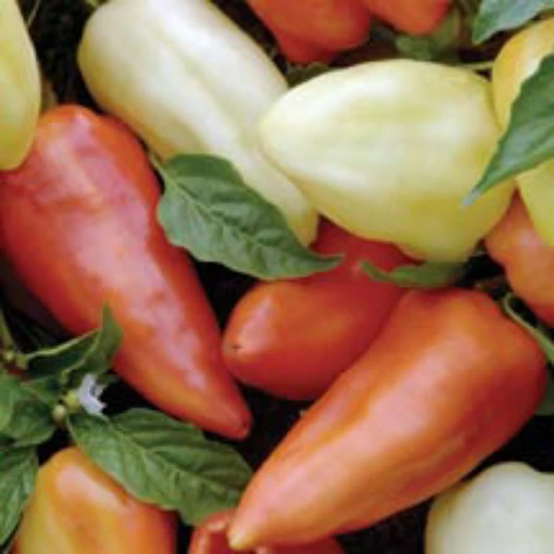 Flexum Sweet Peppers SP333-10