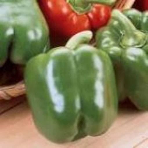 King Arthur Peppers SP334-10