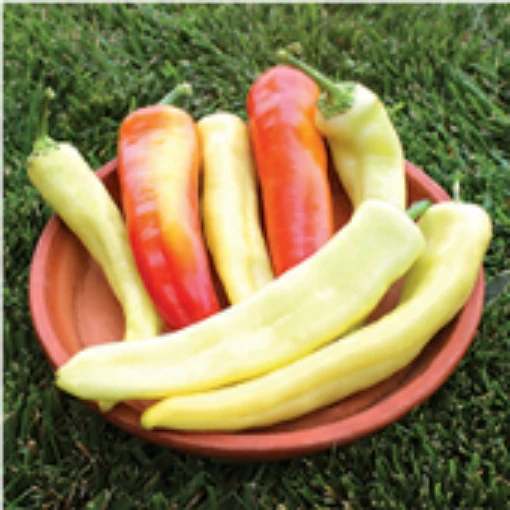 Sweet Sunset Sweet Peppers SP341-10