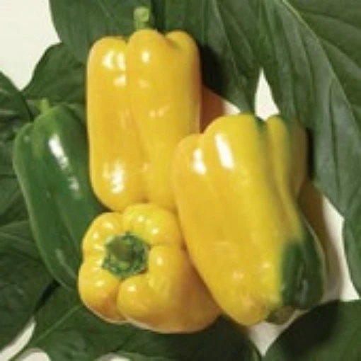 Gemini Sweet Peppers SP350-10