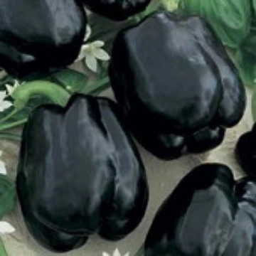 Merlot Pepper Seeds