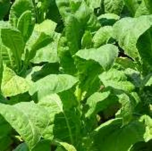 Tobacco (Havana) TB3-100
