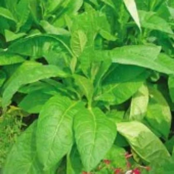 Wild Tobacco Seeds