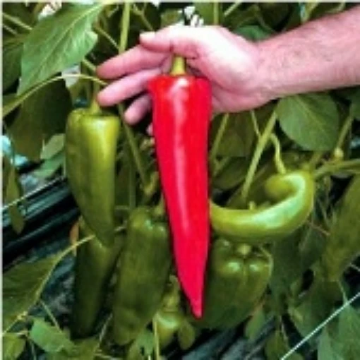 Atris Sweet Peppers SP360-10