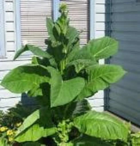 Tobacco (Ontario Light) TB9-100