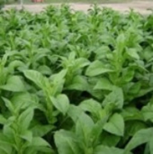 Tobacco (Virginia Gold) TB10-100